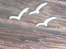 ���i���G�̊g��j